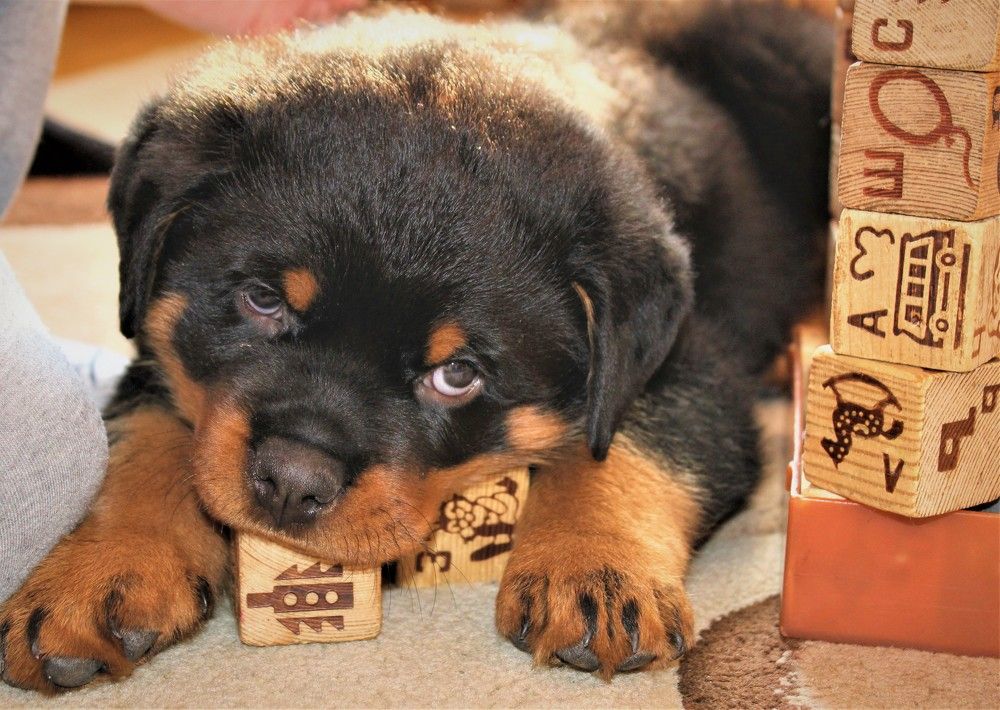 Photograph by Марина Нуриджанян