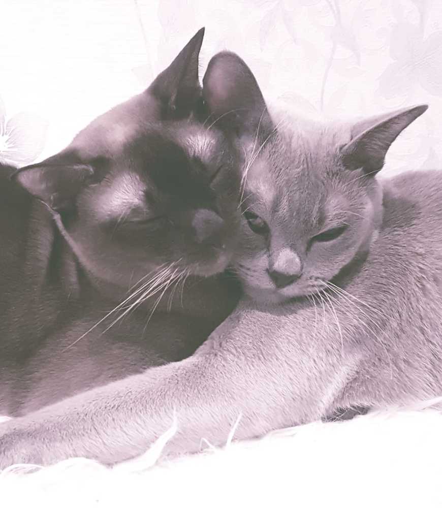 Photograph by Тася Милая