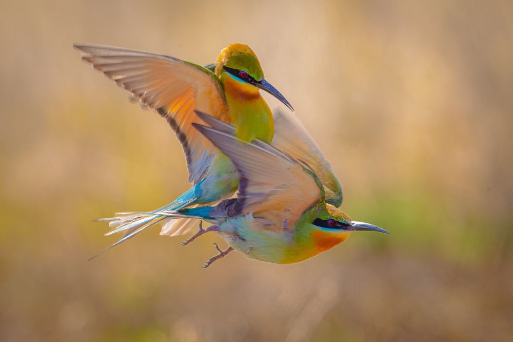 Photograph by Rin Võ