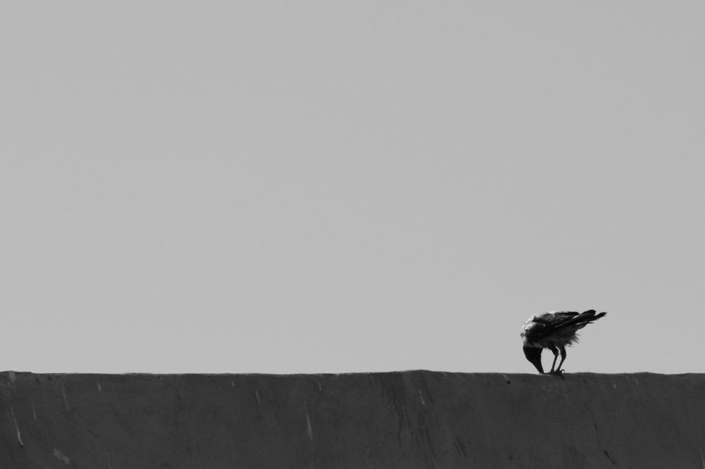 Photograph by Negin Khorsandi