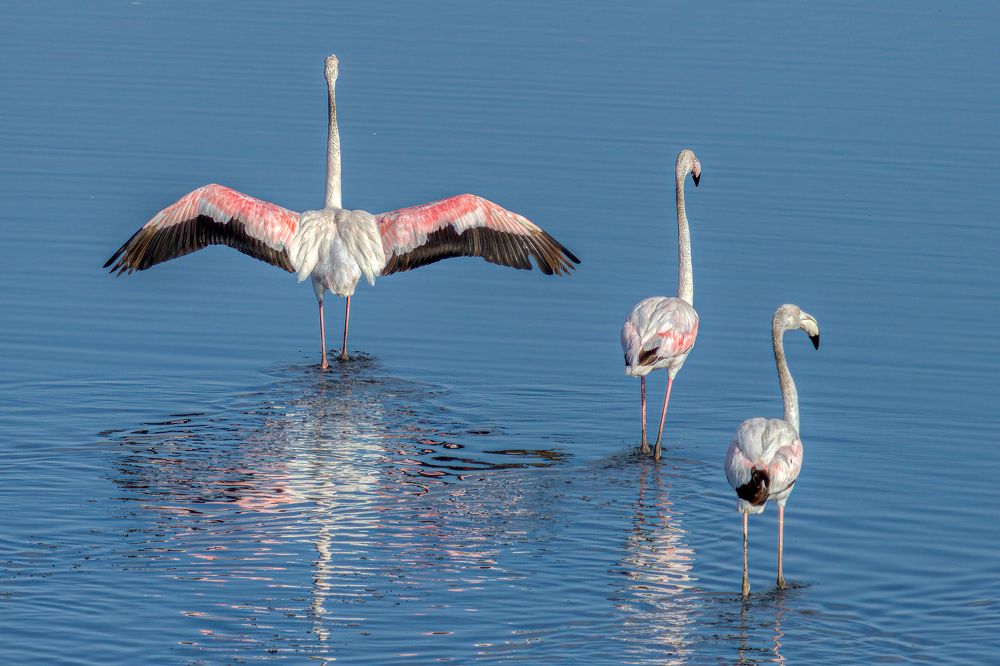 Фотография автора Vasileios Karapanagiotidis