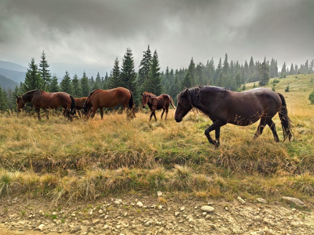 Мармаросские лошади