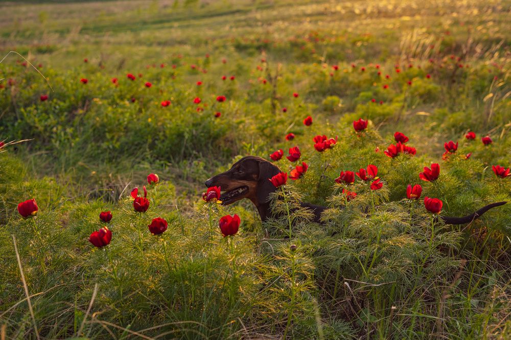 Фотография автора Александр Кременицкий