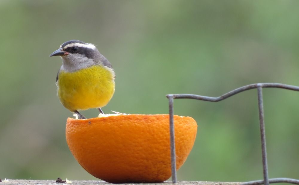Hora do lanche