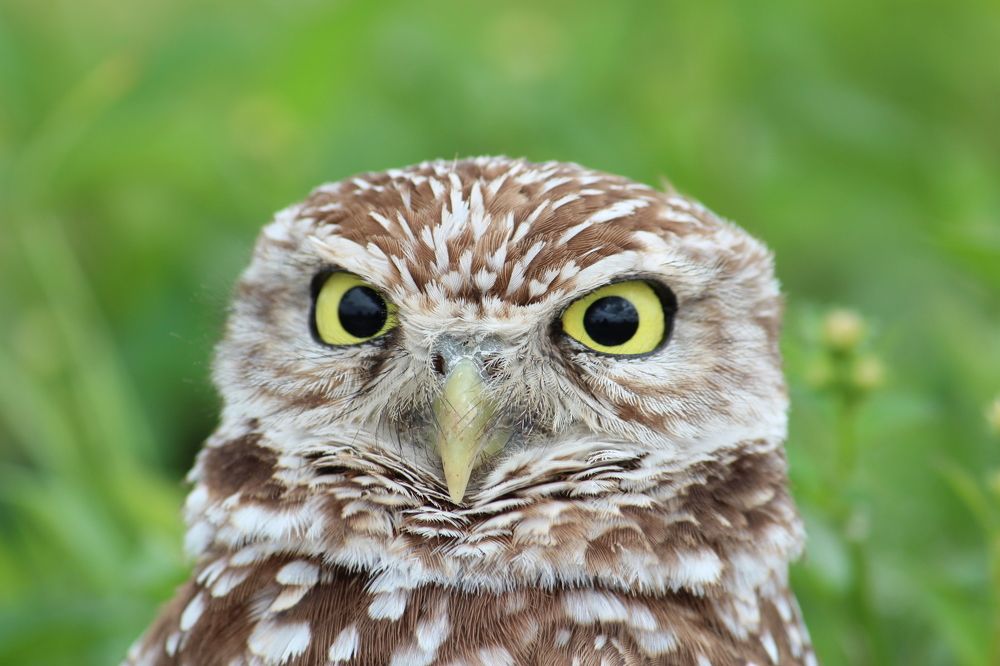 Photograph by Senthil Venugopalan