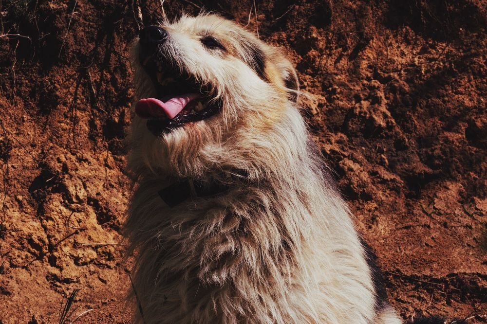 Photograph by Дмитрий Стадницкий