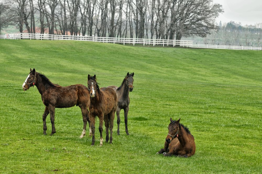 Photograph by Muzaffer Sütlüoğlu