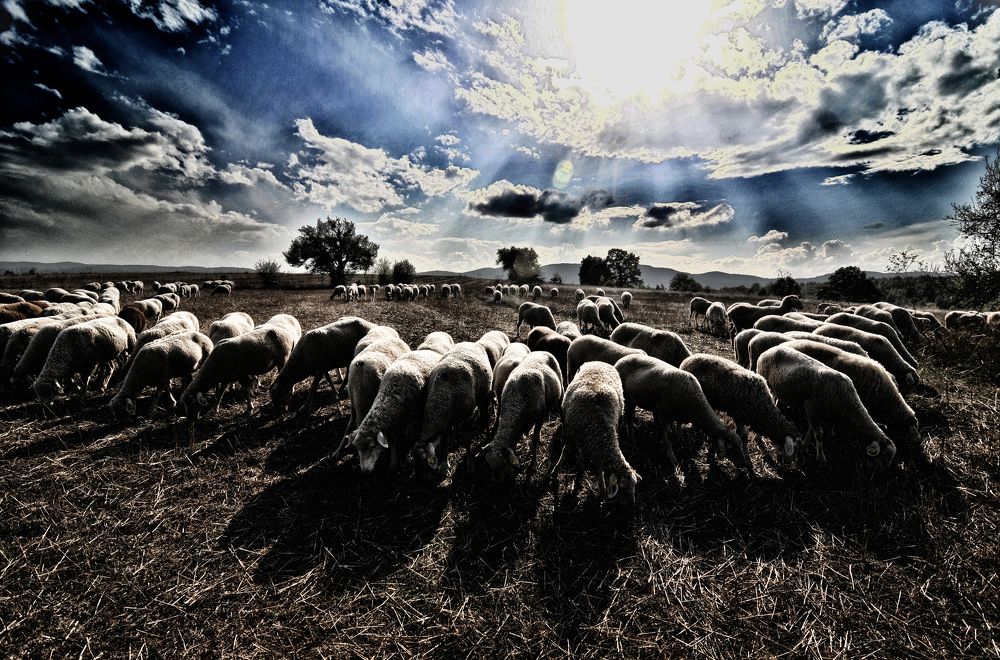 Photograph by Muzaffer Sütlüoğlu