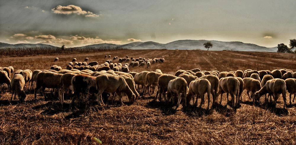 Photograph by Muzaffer Sütlüoğlu