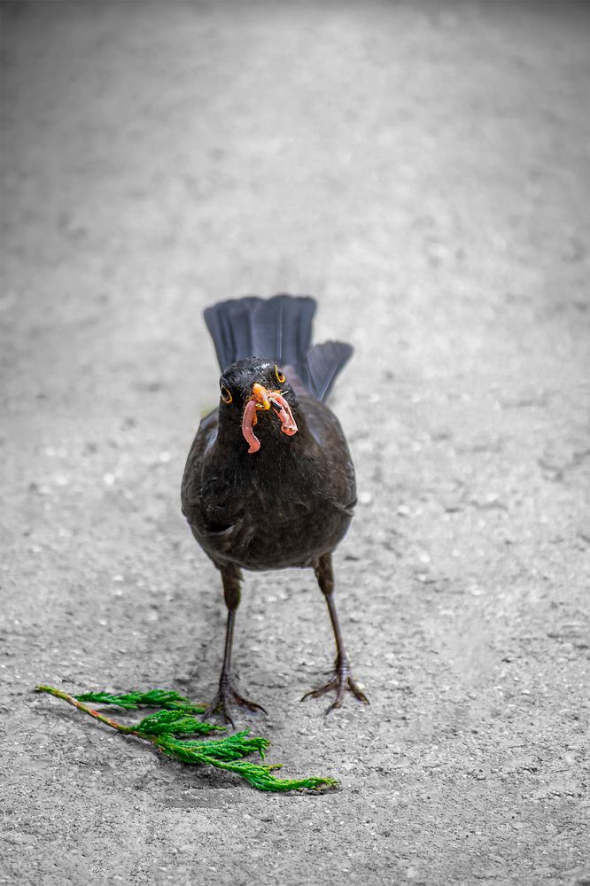 Photograph by Svetoslav Georgiev