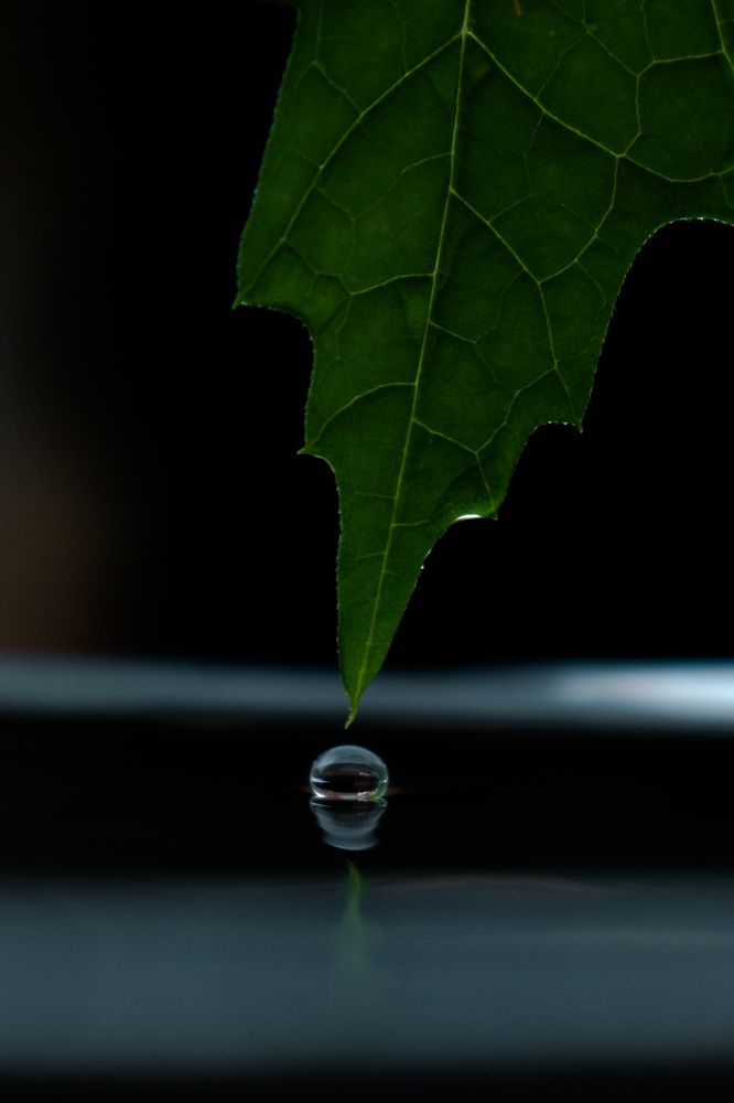 THE LAST DROP LEAVING