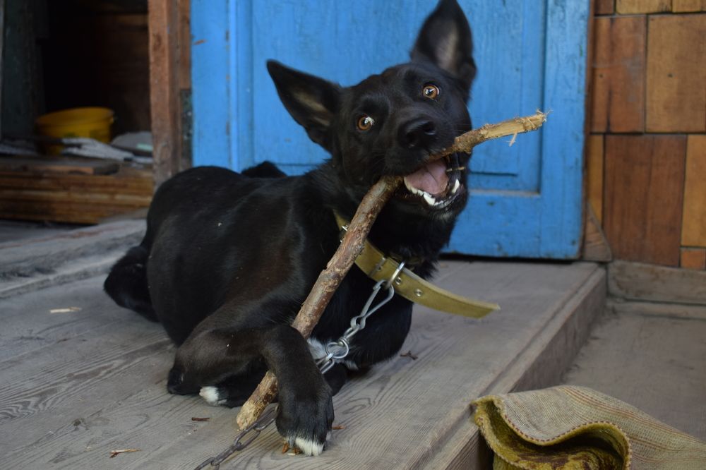 Арчи и палочка