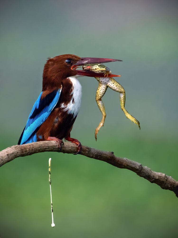 Photograph by Shibasish Saha