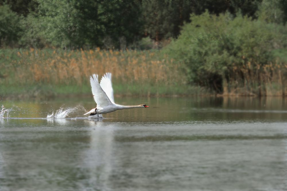 Photograph by федотов Алексей