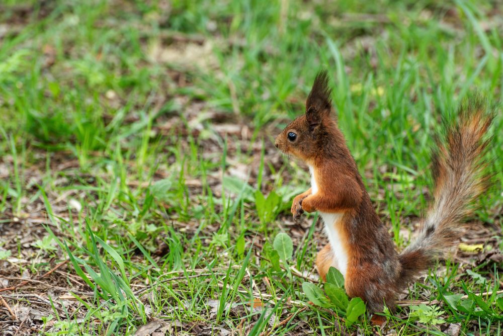 Любопытная белка