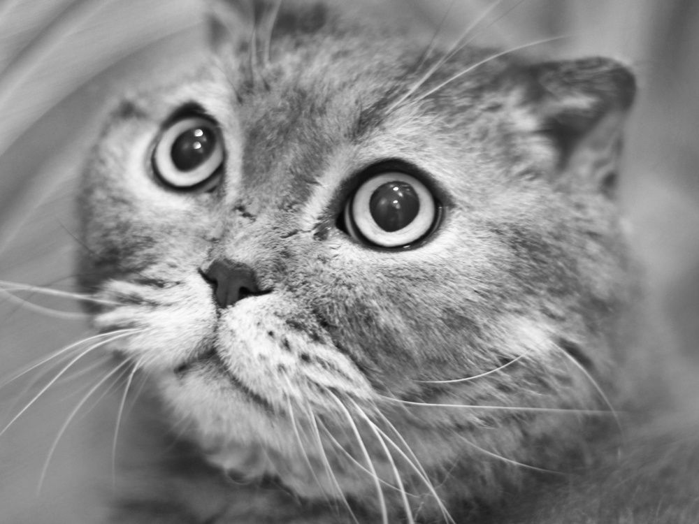 Говорящие глаза