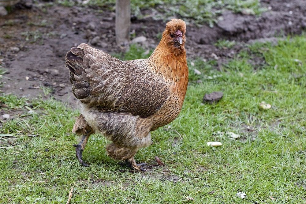 Photograph by Елена Ковалева