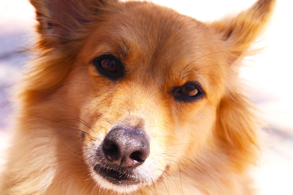 Рыжий пёс - 1