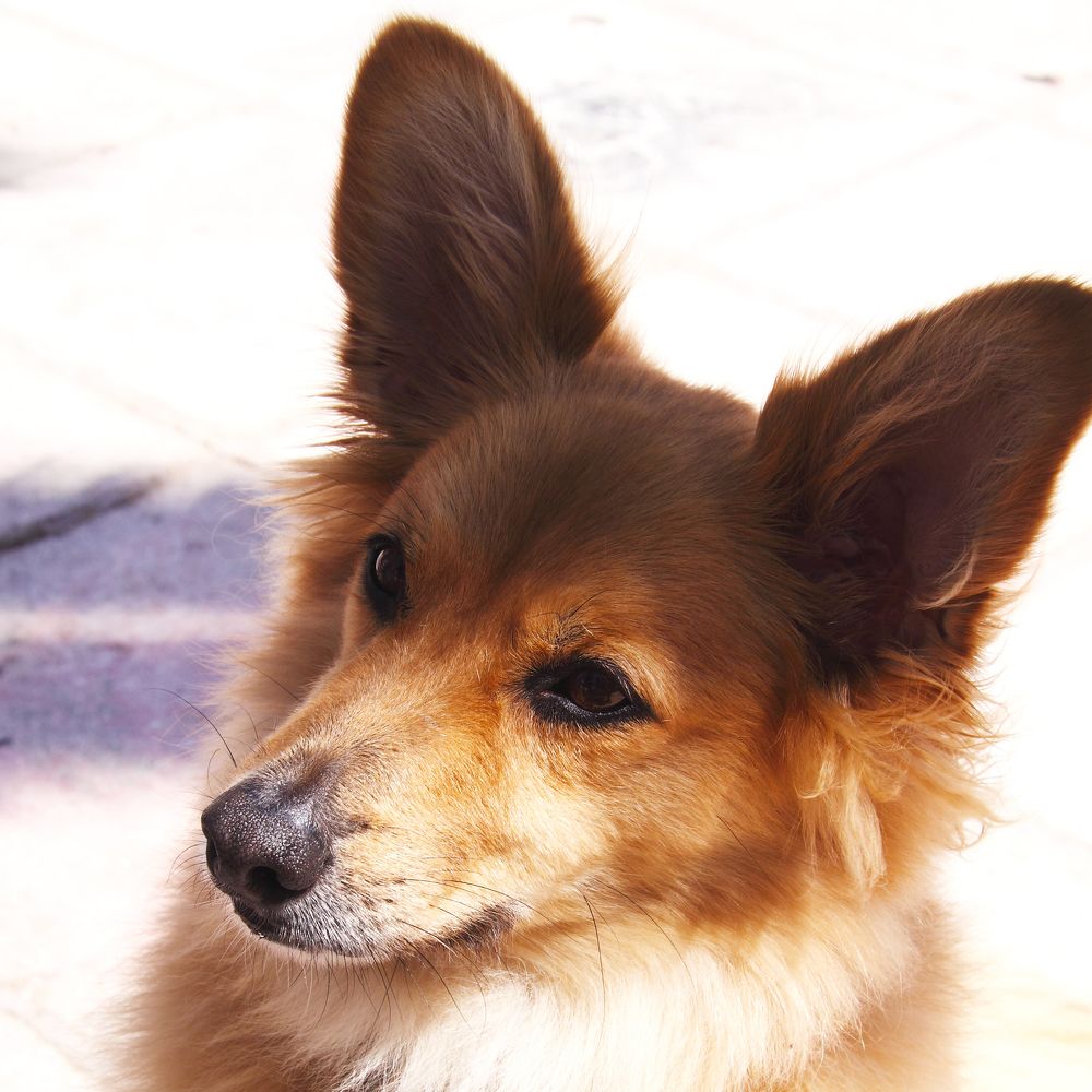 Рыжий пёс - 2