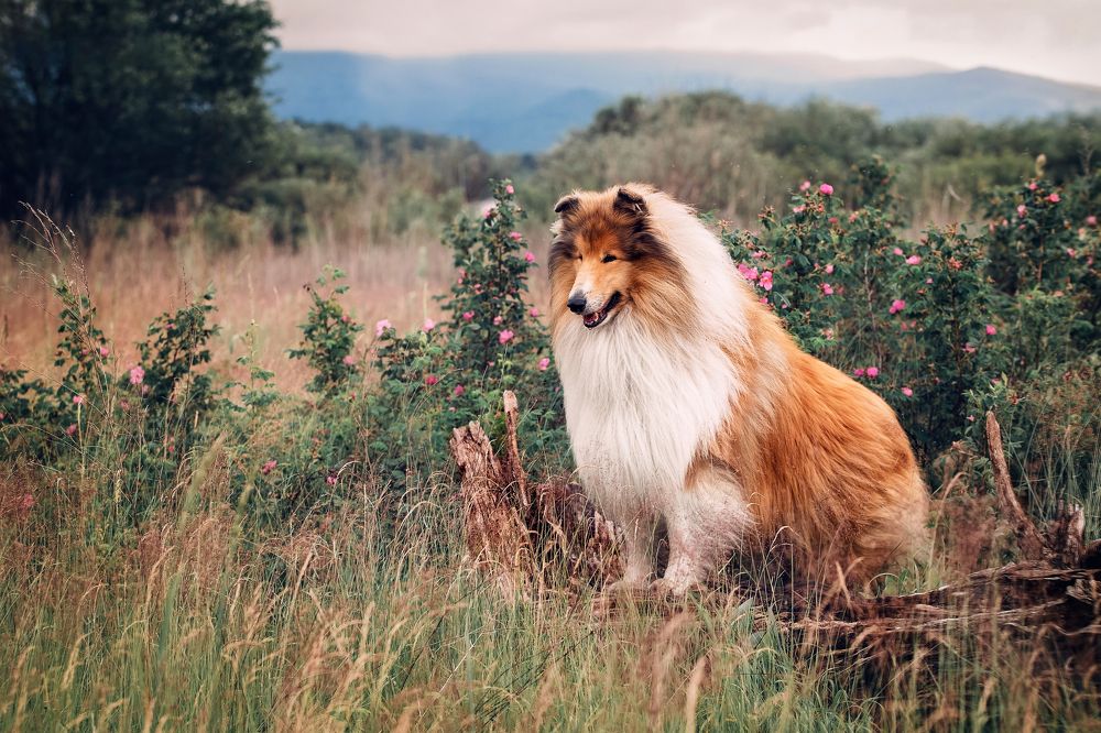 Photograph by СВЕТЛАНА ГРАЧЕВА