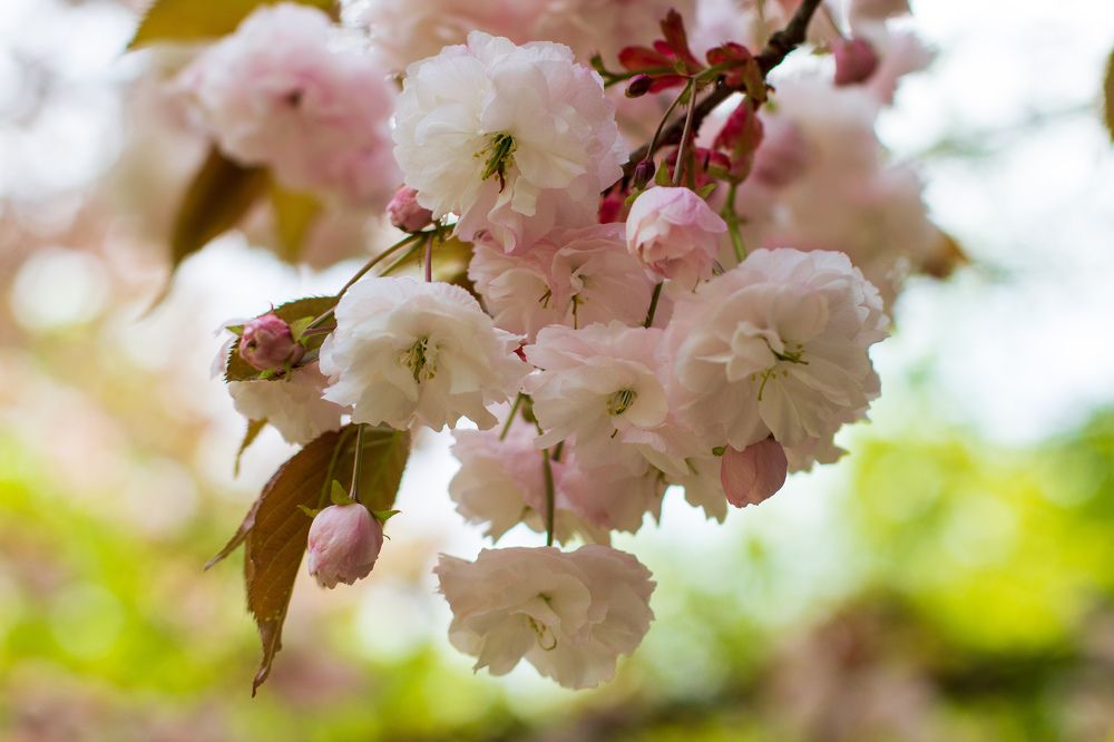 Cherry Blossoms