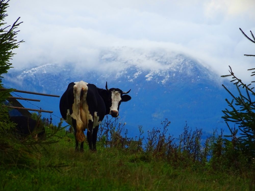 Photograph by Олександр Опанасюк