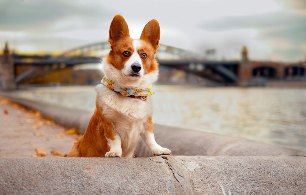 Фотография автора Евгения Тузова