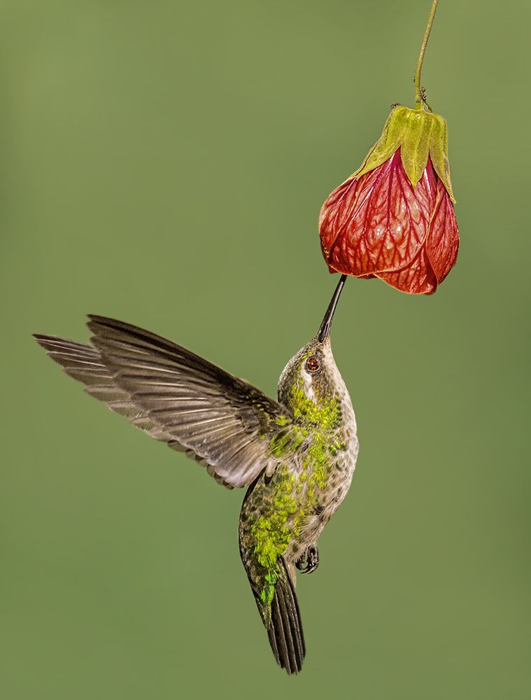 Balance with elegance