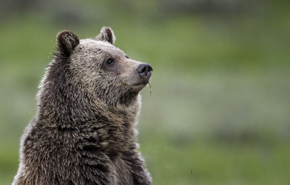 Photograph by Jorn Vangoidtsenhoven