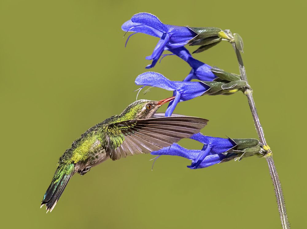 Photograph by Mario Fiorucci