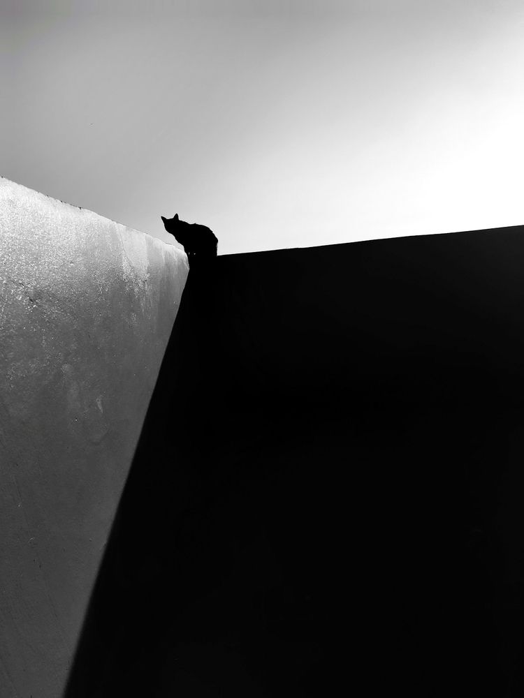 silhouette cat
