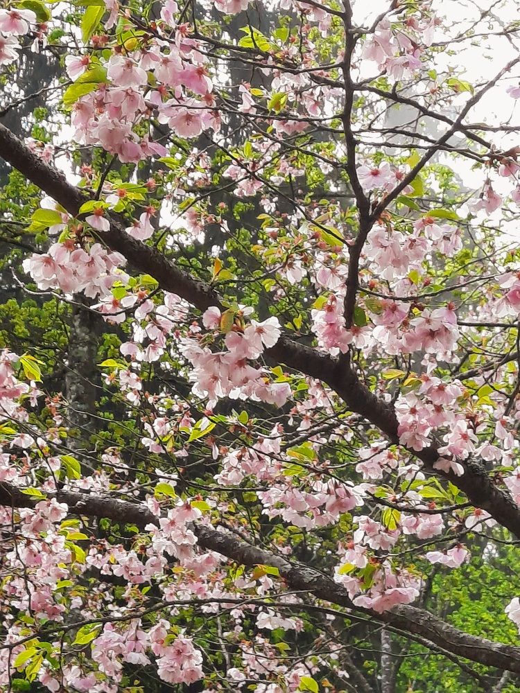 Цветение сакуры.