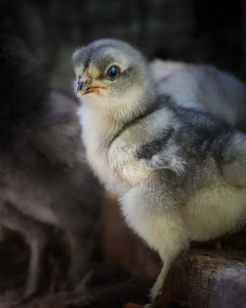 Photograph by Марина Неберекутина