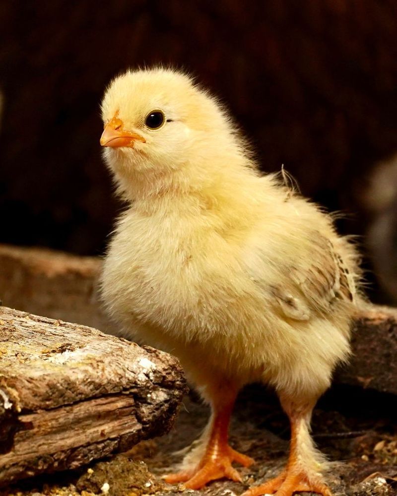 Photograph by Марина Неберекутина