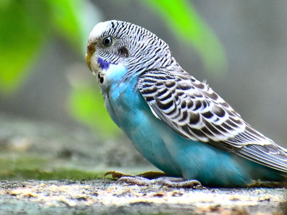 Pet Birdgie Sitting on a wall