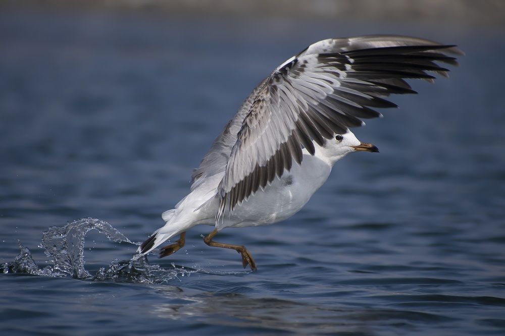 Photograph by Sumanta Dutta