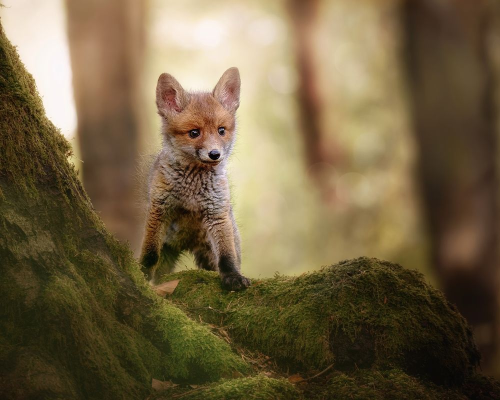Little fox cub