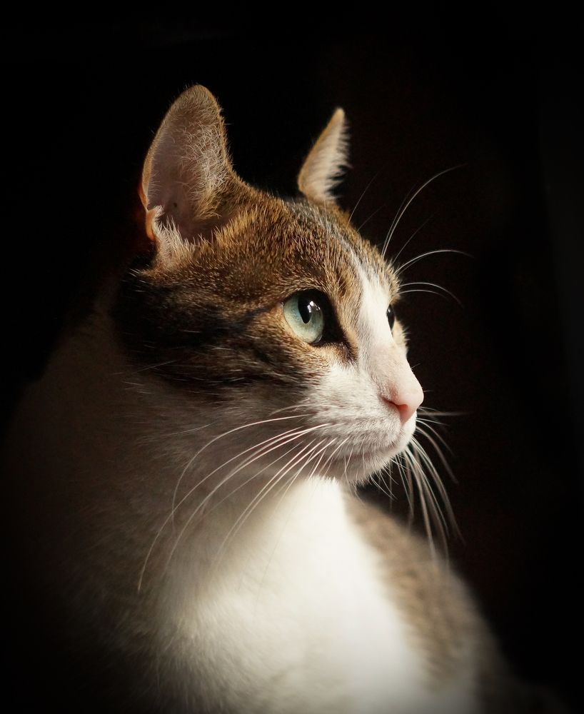 Фотография автора LORNA AGUIRRE