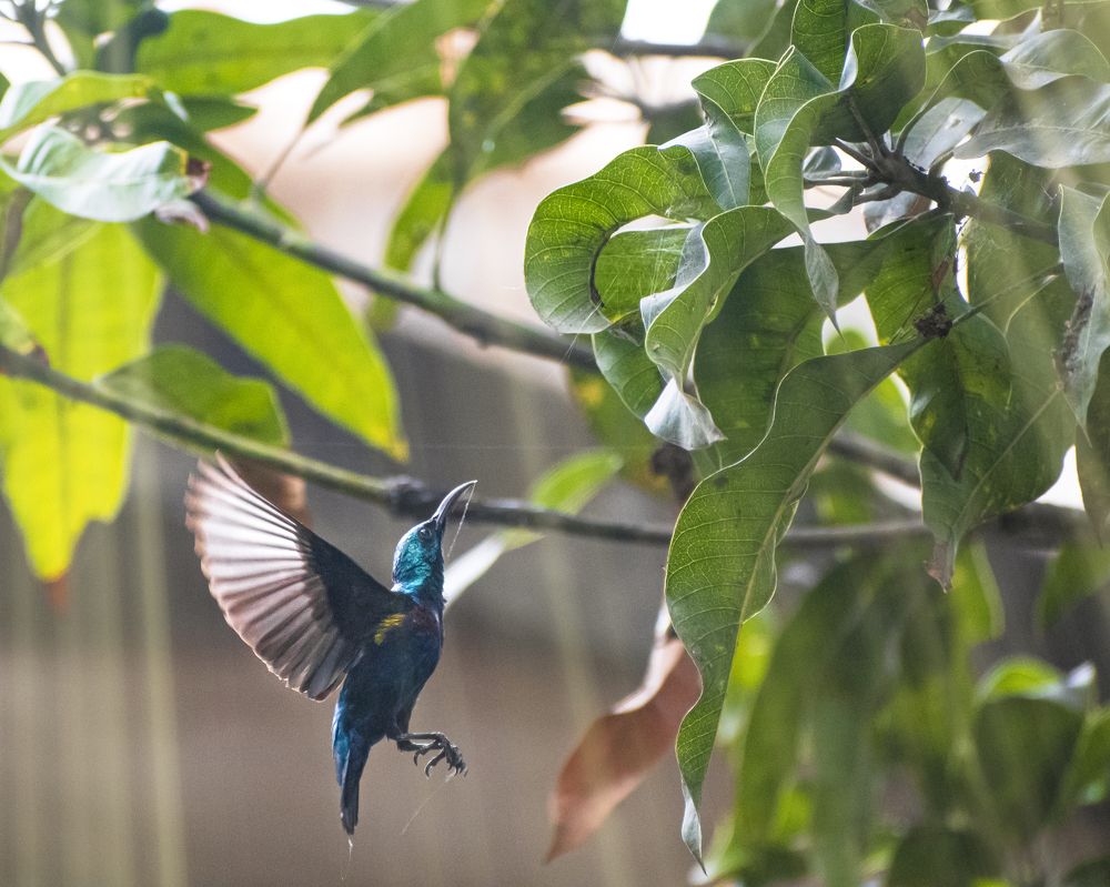 Chasing Light, the beautiful purple sunbird.