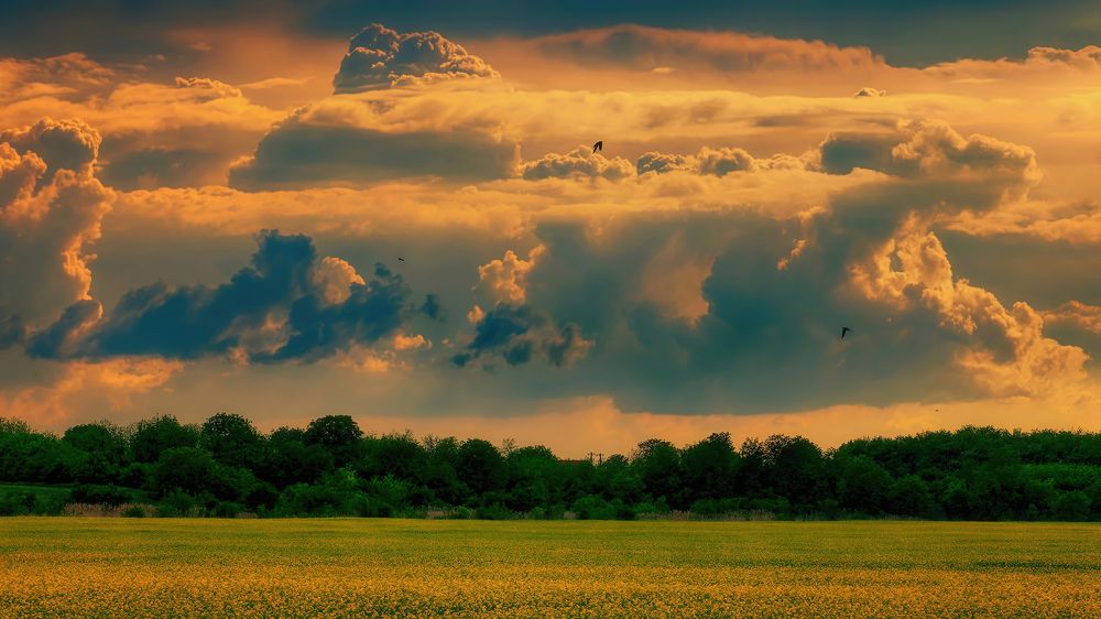 Sunset Sky and swallows
