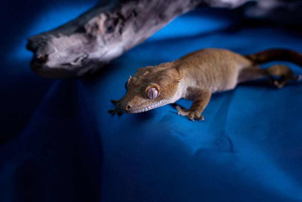 Фотография автора Наталья