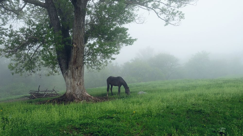 Photograph by Дарья Низовкина