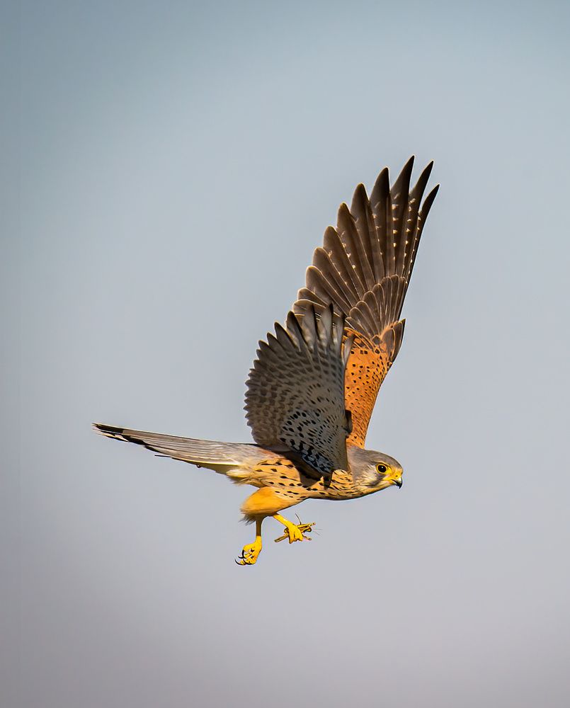 Фотография автора Sajeev Krishnan