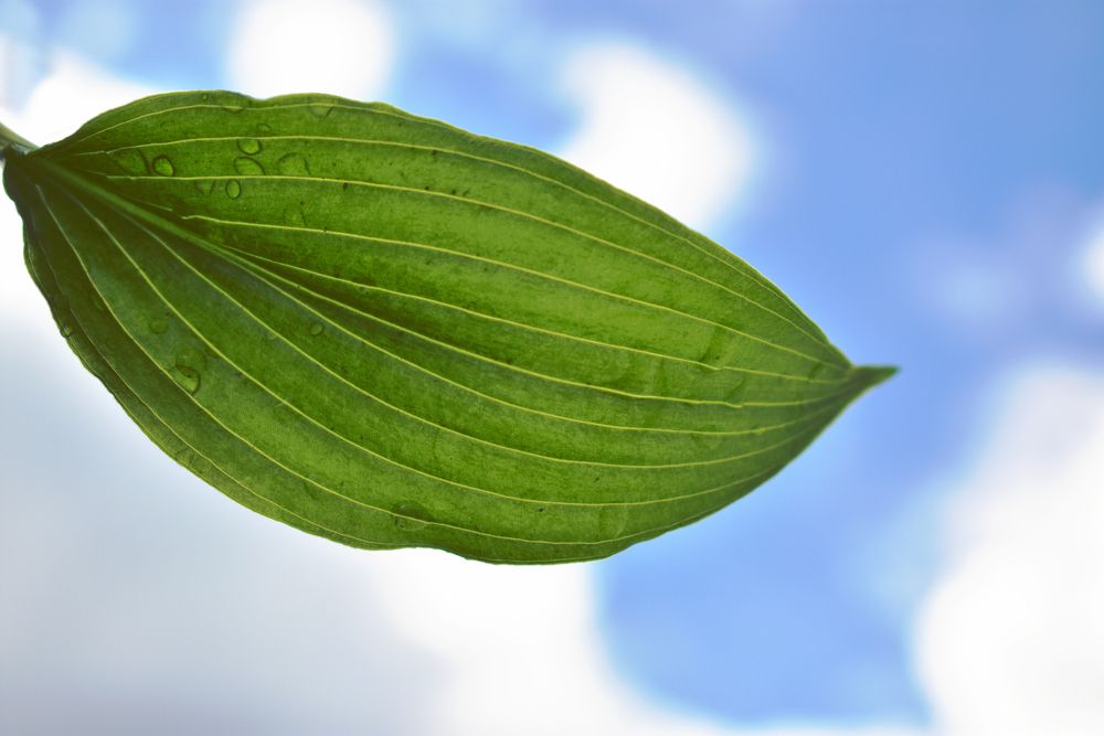 Photograph by Алина Куприянова