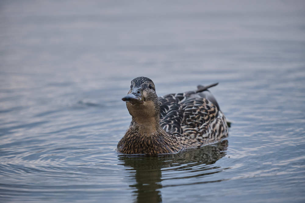 Photograph by Александр Серняк
