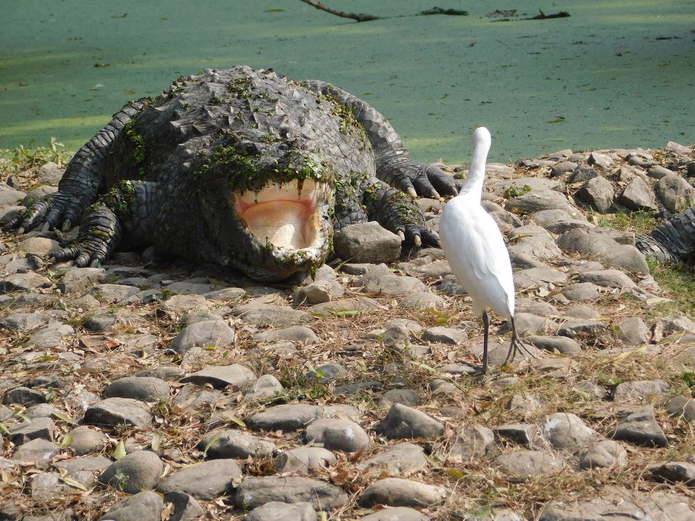Photograph by Sandipan Guha