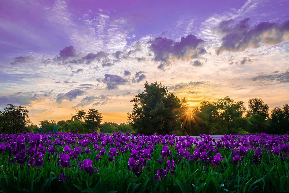 Сиреневый рассвет