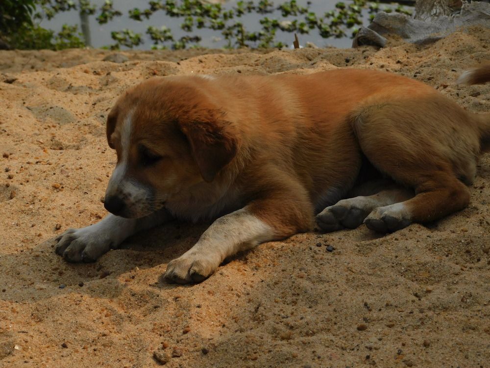 Photograph by Sandipan Guha