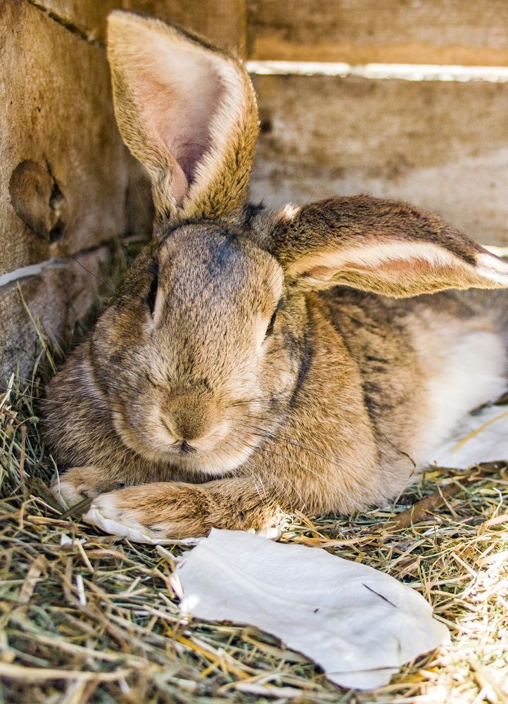 Разве это угощение - капустный лист!