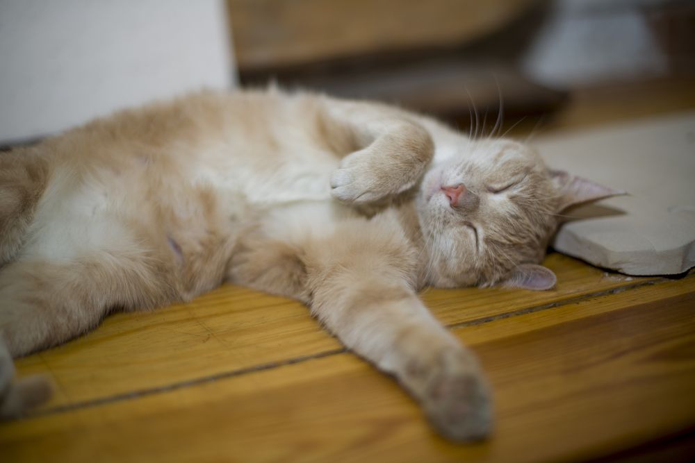 Photograph by Roman Adler